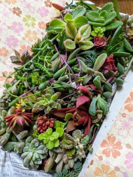 多肉植物カット苗 箱にいっぱい！25種類