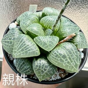 多肉植物 ハオルチア バルタン 葉挿し苗 5cm鉢