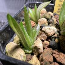 多肉植物 ハオルチア 花水晶実生未繁殖オブツーサ錦 令和3年種まき 6苗 7cm鉢_画像2