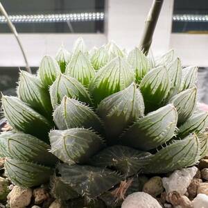 多肉植物 ハオルチア 自宅実生オブツーサ 567番 カキコ5cm鉢