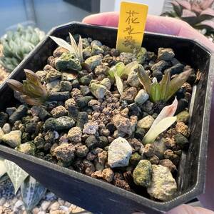 多肉植物 ハオルチア 花水晶実生未繁殖オブツーサ錦 令和3年種まき 5苗 7cm鉢⑥