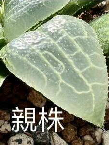 多肉植物 ハオルチア 自宅実生002番 超透明種 葉挿し2苗付 5cm鉢