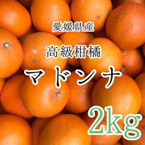 1マドンナ 2kg 1980円 愛媛県産 訳あり家庭用 柑橘