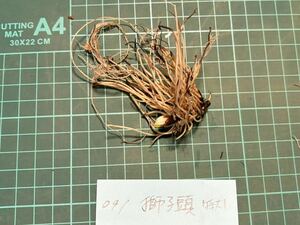 2024年　No.091【獅子頭】日本桜草　サクラソウ　さくらそう　日本さくら草　一重咲　紫色豪華系