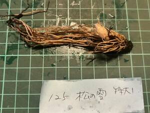 2024年　No.125【松の雪】　日本桜草　サクラソウ　さくらそう　日本さくら草　一重咲　白花に緑の斑入り