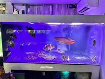 冷凍赤虫 12シート入り1箱 超お得 早い者勝ち！ 小型魚 エイ 等に最適！冷凍餌 冷凍エサ 冷凍アカムシ 【ネオプレミアムアクア】_画像6