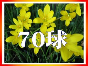 ◆即決☆(*^o^*)黄色のゼフィランサス　シトラナ（シトリナ）70球1000円☆S23