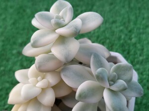 多肉植物 グラプトベリア　ティテュバンス錦３本植え