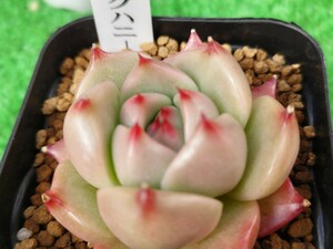 多肉植物 エケベリア 　ピンクハ二一、w-5cm