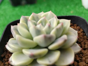 多肉植物 エケベリア ティンカーベル錦w-5cm