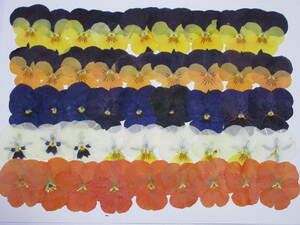  pressed flower material 4778 viola 