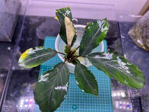 【TB便】Bucephalandra sp.Pearl gray 大株水上株 ブセファランドラ パールグレイ