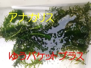 アナカリス 入るだけ ゆうパケットプラス 送料無料 水質浄化 水槽 水草