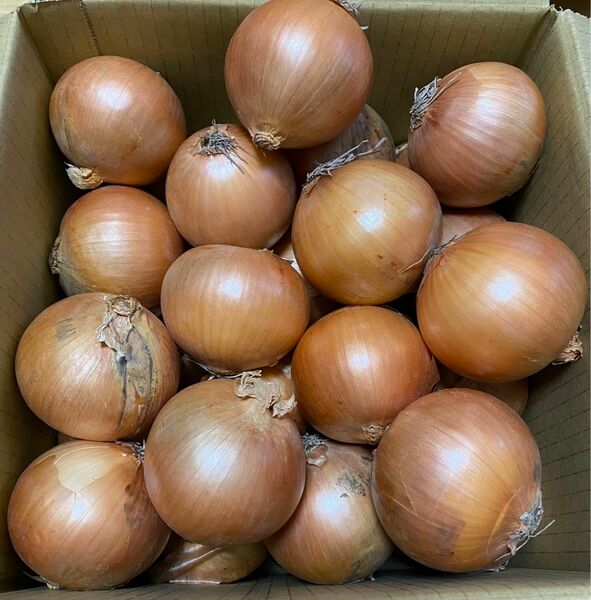 北海道産　玉葱　10kg