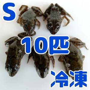 【国産】冷凍カエル 餌用 S 10匹 胴長2~2.5cm ヌマガエル ヘビ用 蛇 ＠85円