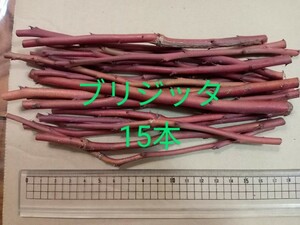 （本種、最終出品）ブルーベリー　穂木　挿木　接木　ハイブッシュ系　　ブリジッタ　15本