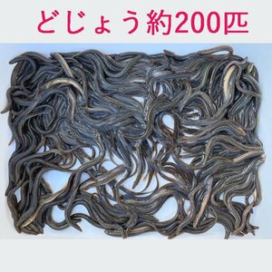 どじょう 450ｇ 約 200匹 活餌 生き 餌 食用 中国産