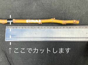 イチジク 穂木 BOREALE 非常にユニークな果肉のイチジク さし穂 Nikkyコレクション イタリアイチジク