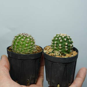 Pygmaeocereus bieblii と var. kuehhasii セット　ピグマエオセレウス　ビーブリー　Satoshi's Nursery bromeplants