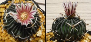 【種子を出品】◆　ステノカクタス 未同定種 CSD310 Stenocactus sp./Echinofossulocactus sp. 5粒/稜サボテン