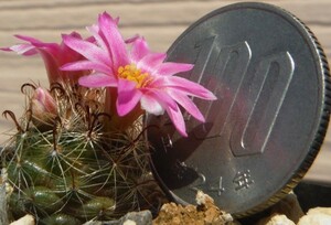 【種子を出品】◆　マミラリア テペキシセンシス FO177 Mammillaria tepexicensis 10粒/サボテン/小型