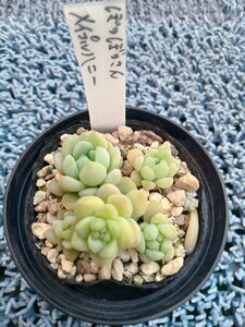 多肉植物　ぼのぼのさん苗　メイプルハニー 　抜き苗　６センチポット　