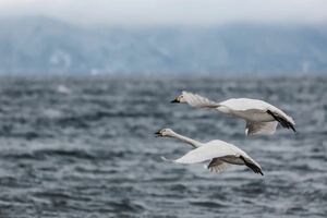 相互評価　1円　即決　送料無料　匿名配送　フリー素材　自然　渡鳥　芸術　ポイント消化　フリー画像　⑦