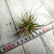 【1円スタート】 tillandsia チランジア・イオナンタ フエゴ　■ 　第4種郵便送料安_画像5