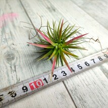 【1円スタート】 tillandsia チランジア・イオナンタ フエゴ　■ 　第4種郵便送料安_画像2