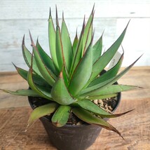 【特選】 アガベ ロマニー ロゼット型 多肉植物 極上株 激レア 　3.5号 AGAVE_画像1