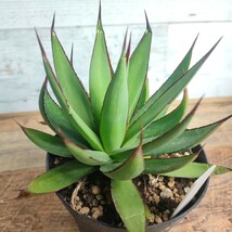 【特選】 アガベ ロマニー ロゼット型 多肉植物 極上株 激レア 　3.5号 AGAVE_画像3