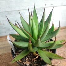 【特選】 アガベ ロマニー ロゼット型 多肉植物 極上株 激レア 　3.5号 AGAVE_画像6