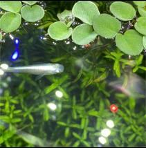 【即決増量!】ADA パールグラス ニューパールグラス 水中葉 無農薬 絨毯　水草　メダカ_画像5