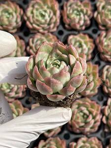 72株 509-2 多肉植物 エケベリアライムのパイ 超美苗 サボテン 観葉植物 花 園芸　レア種 土と根付きで