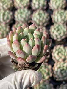 72株 532-2 多肉植物 エケベリアブルーリンゴ 超美苗 サボテン 観葉植物 花 園芸　レア種 土と根付きで