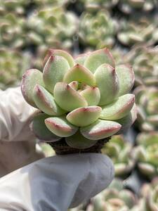 128株 576-2 多肉植物 エケベリアオレンジモンロー 超美苗 サボテン 観葉植物 花 園芸　レア種 土と根付きで