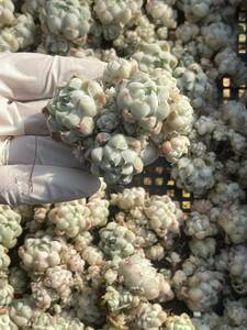 26株 L360-2多肉植物 エケベリア　白月影　　超美苗 サボテン 観葉植物 花 園芸　レア種