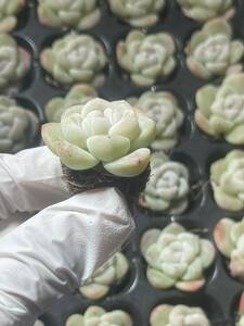 95株 L603-7 多肉植物 エケベリア氷玉 超美苗 サボテン 観葉植物 花 園芸　レ ア種 土と根付きで