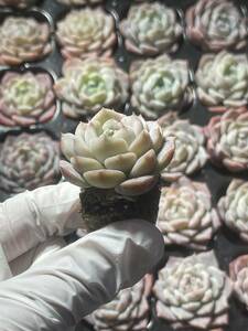 72株 L607-7 多肉植物 エケベリア純愛 超美苗 サボテン 観葉植物 花 園芸　レ ア種 土と根付きで