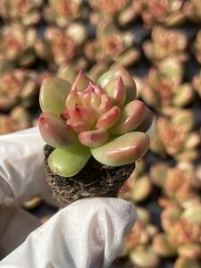 128株 Ｌ570-7 多肉植物 エケベリアリンゴの花 超美苗 サボテン 観葉植物 花 園芸　レア種 土と根付きで