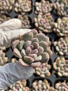 72株 Ｌ505-7 多肉植物 エケベリアミダス国王 超美苗 サボテン 観葉植物 花 園芸　レア種 土と根付きで