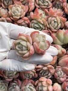 31株 M313-2多肉植物 エケベリア 落桜 超美苗 サボテン 観葉植物 花 園芸　レア種