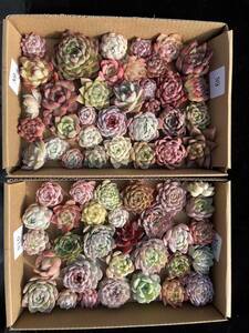 67株　N9-N10　多肉植物 エケベリア属　Echeveria DC 　ベンケイソウ科　交雑種類　超美苗 サボテン 観葉植物 花 レア種67株セット