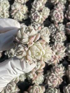 105株N525-4多肉植物 エケベリア 雪シャンパン 超美苗 サボテン 観葉植物 花 園芸　レア種 土と根付きで