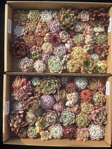 78株　P239+P240多肉植物 エケベリア属　Echeveria DC 　ベンケイソウ科　交雑種類　超美苗 サボテン 観葉植物 花 レア種78株セット