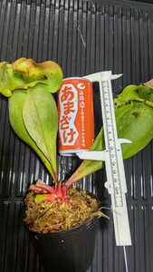 食虫植物　サラセニア プルプレア ベノサ 株分け苗　1鉢