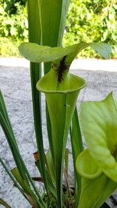 食虫植物　サラセニア フラバvar. rugelii MK　F14A 株分け苗　1鉢