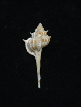 貝の標本 Murex rectirostris 43.1mm.Taiwan_画像1