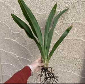 E オモト　万年青　植物