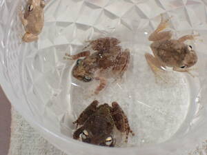 アイフィンガーガエル　4匹セット　雌雄揃ってます　石垣島産WC　蛙 カエル